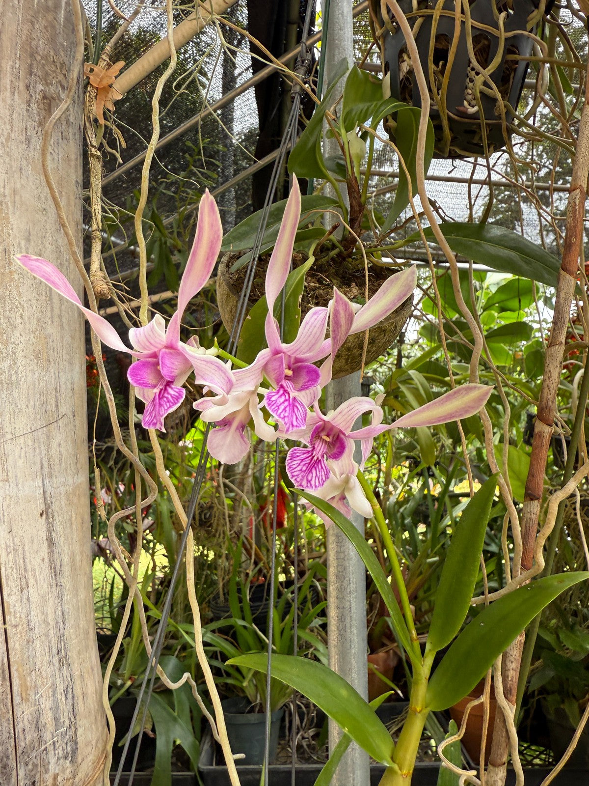 Den. stratiotes x lineale
