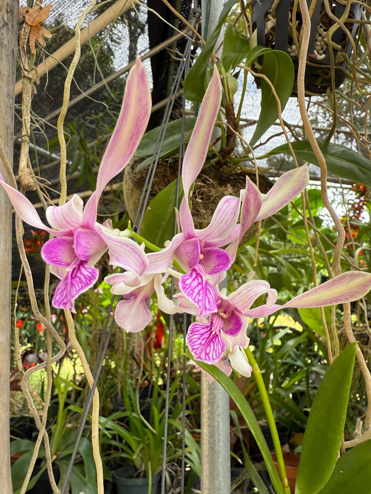 Den. stratiotes x lineale