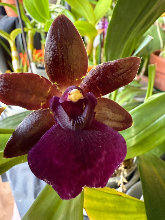 Pptm. La Jolla Delight 'Hilo Orchid Farm' AM/AOS