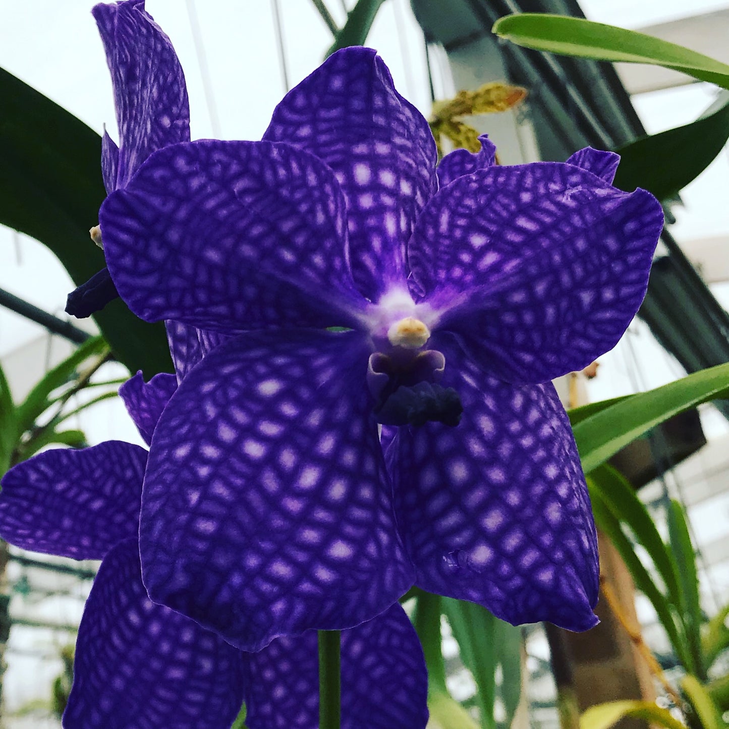 Vanda Pachara Delight