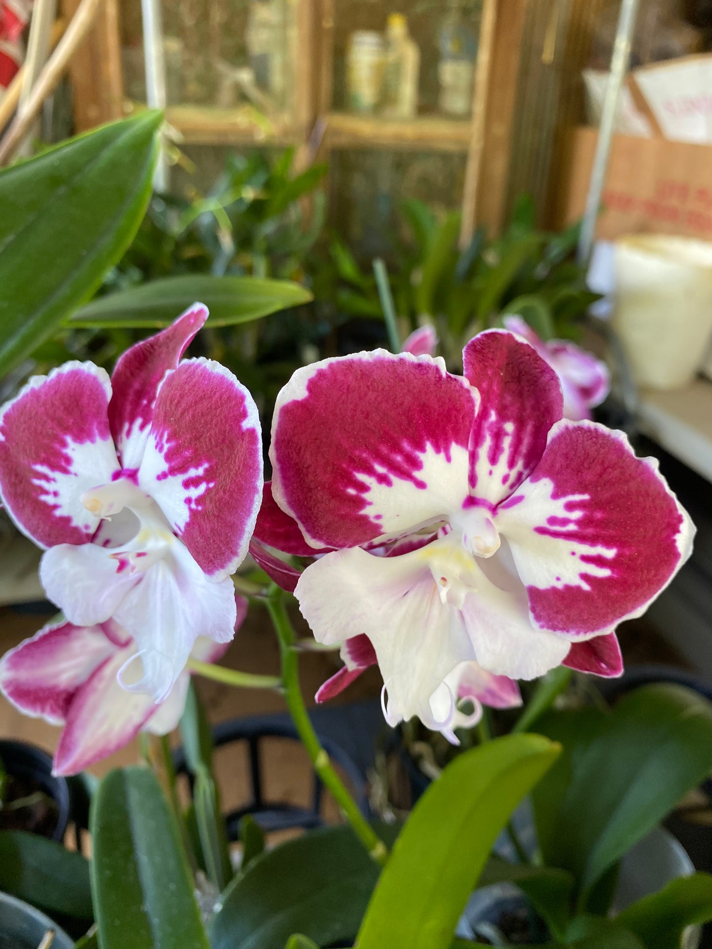 Phalaenopsis Orchid (colors vary) growers choice