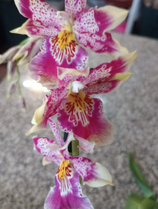(Oip. Celtic Sun x Onc. Burgundian)'Party Dress'