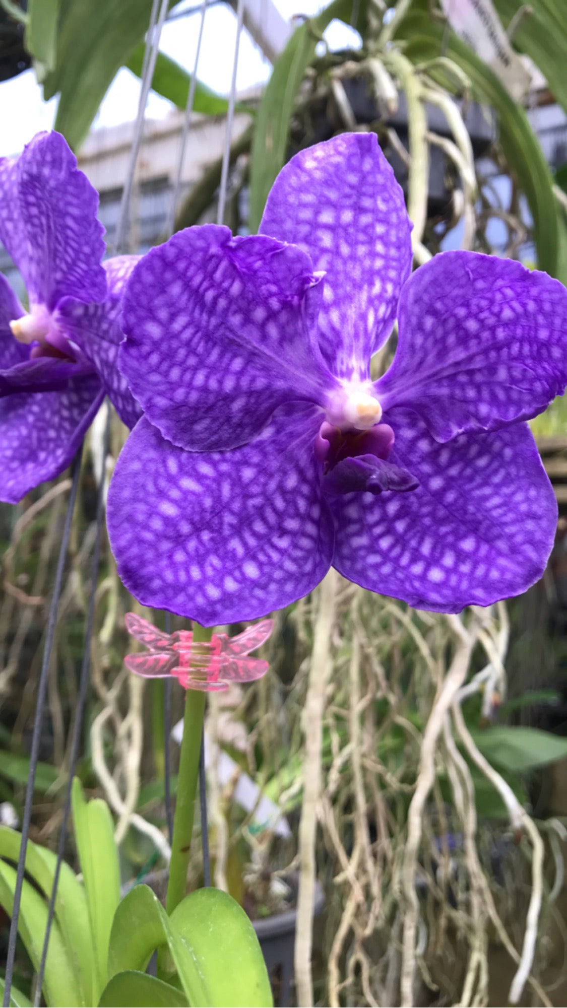 Vanda Pachara Delight