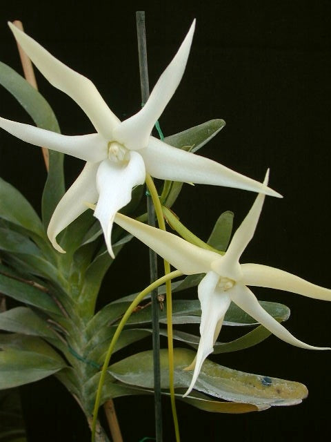 Angraecum sesquapedale inspike