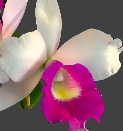 BLC Aiea Lorraine
