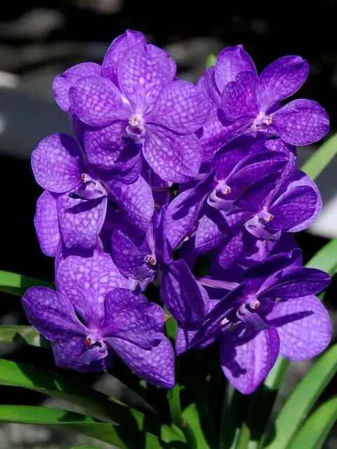 Blue Vanda (Growers Choice) Blooming Size