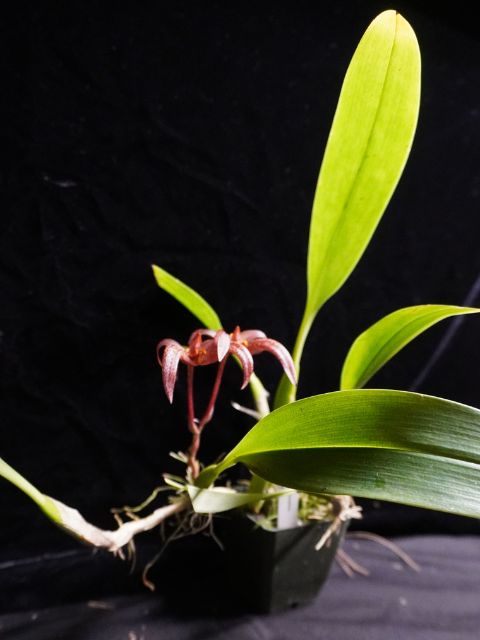 Bulbophyllum sumatranum sumatra x binnendijkii Red