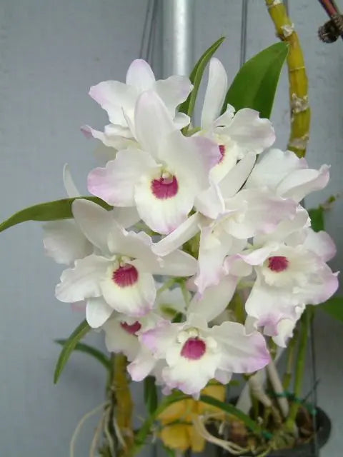 Dendrobium Nobile - White Lavender Lip in spike