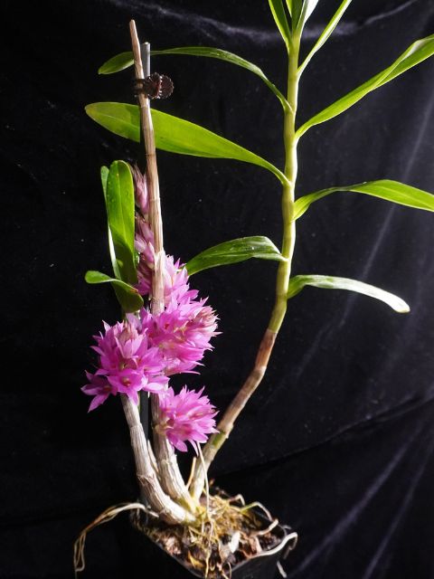 Dendrobium bracteosum x tanii (not in bud or bloom)