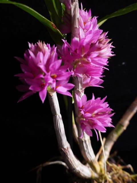 Dendrobium bracteosum x tanii (not in bud or bloom)