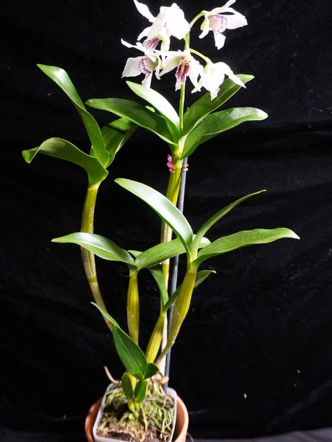 Dendrobium Roy Tokuna ('HR pink' x 'Best Pink')