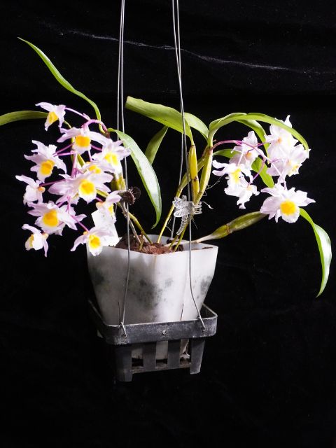 Dendrobium farmeri blooming size