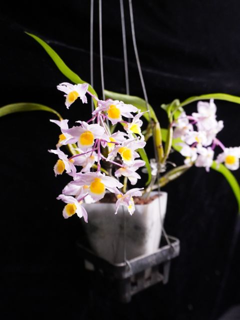 Dendrobium farmeri blooming size