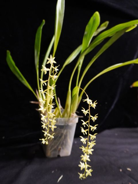 Dendrochilum Cobbianum not currently  in spike