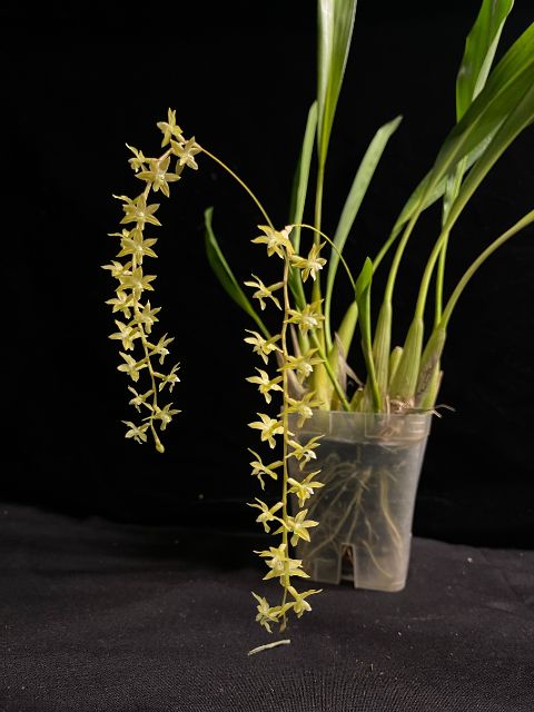 Dendrochilum Cobbianum not currently  in spike