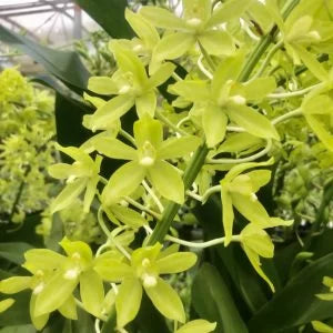 Gram. scriptum var. citrinum (green)