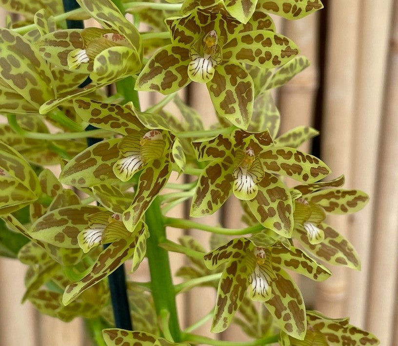 Gram. Crownfox Leopard PK x scriptum var. citrinum (green)