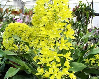 Gram. Tiger Paw x scriptum var. citrinum (green alba) x Scriptum citrinum