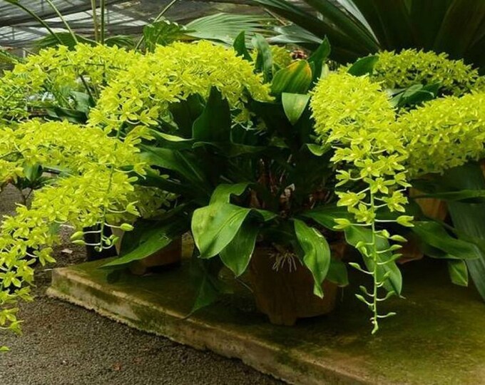 Gram. scriptum var. citrinum (green)