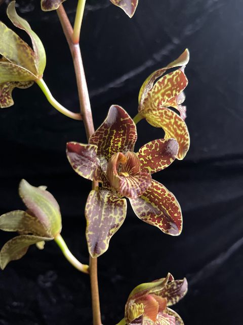 Grammatophyllum Jumbo Grand 'PK' (blooming size, not currently in bloom)