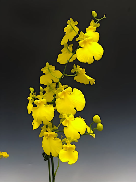 Onc. Sweet Sugar “Lemon Drop”