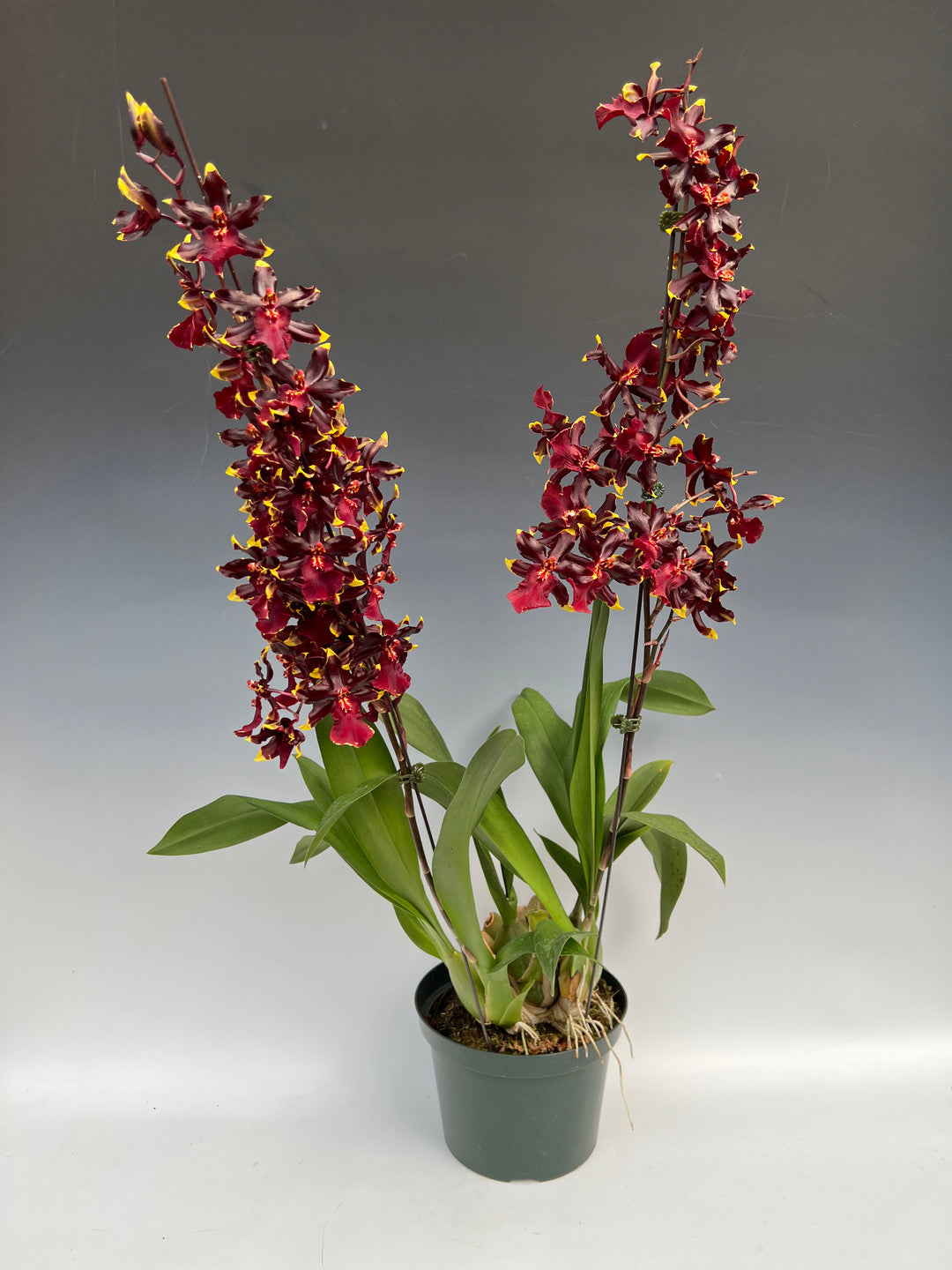 Orchid Rishi One One. Wildcat “Golden Red Star” – Orchid Alley