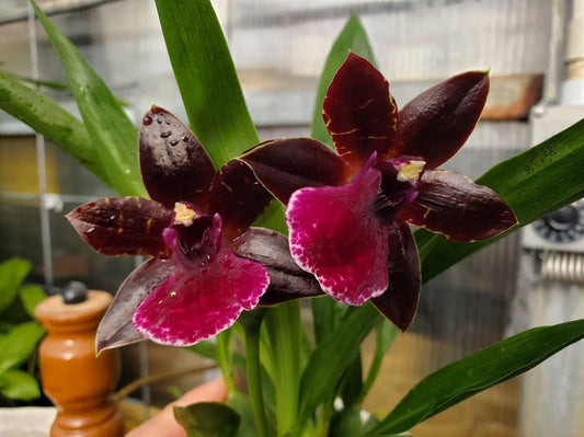 Pptm. La Jolla Delight “Hilo Orchid Farm”