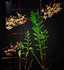 Den. tangerinum