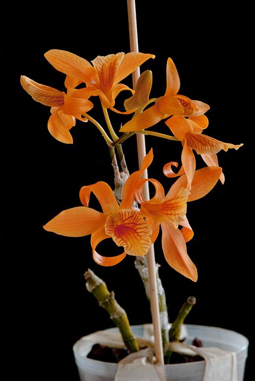 Den. Stardust ‘Firebird’ x Den. unicum ‘Fireworks’