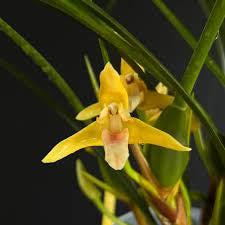 Maxillaria tenuifolia ‘Yamada’