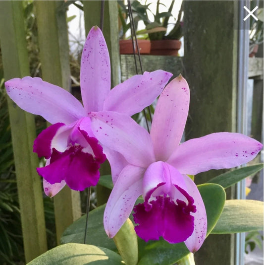 C. intermedia orlata x sib (Rio x Hsinying)