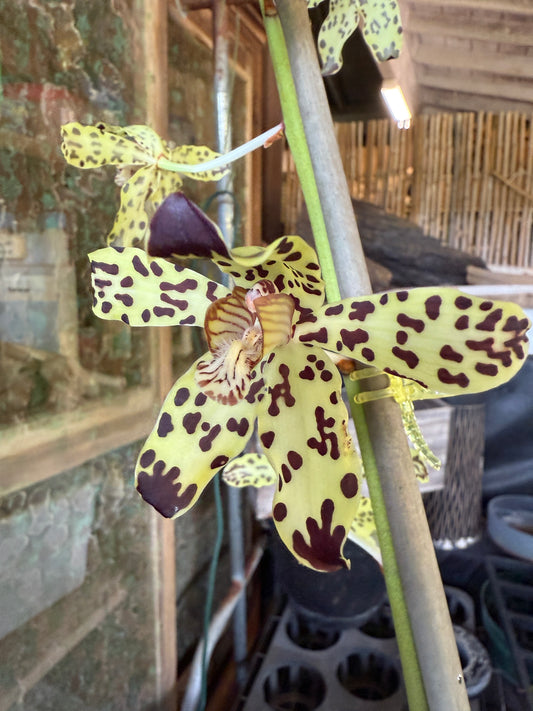 Grammatophyllum measurianum