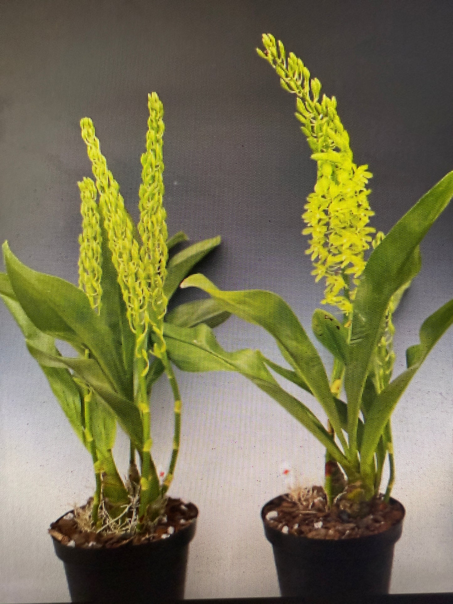Gram. scriptum var. citrinum (green)