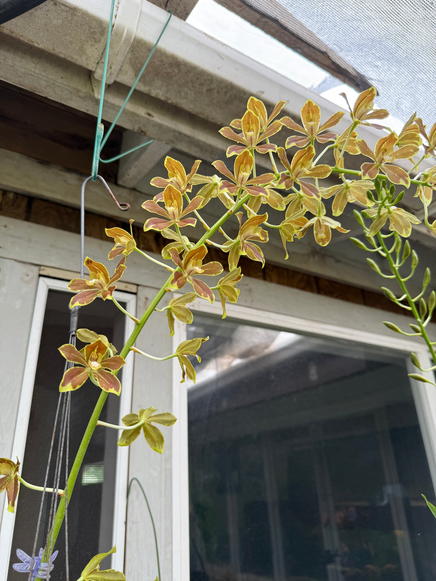 Gram. Crownfox Leopard PK x scriptum var. citrinum (green)
