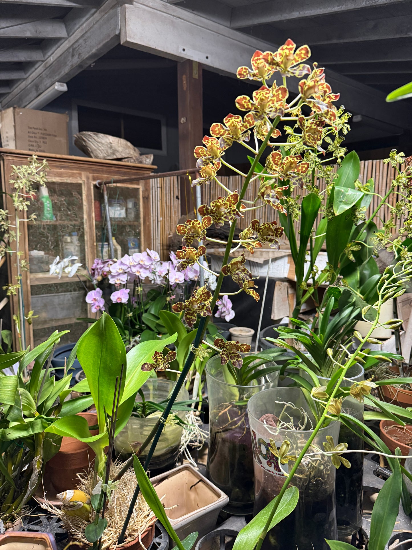 Grammatophyllum scriptum