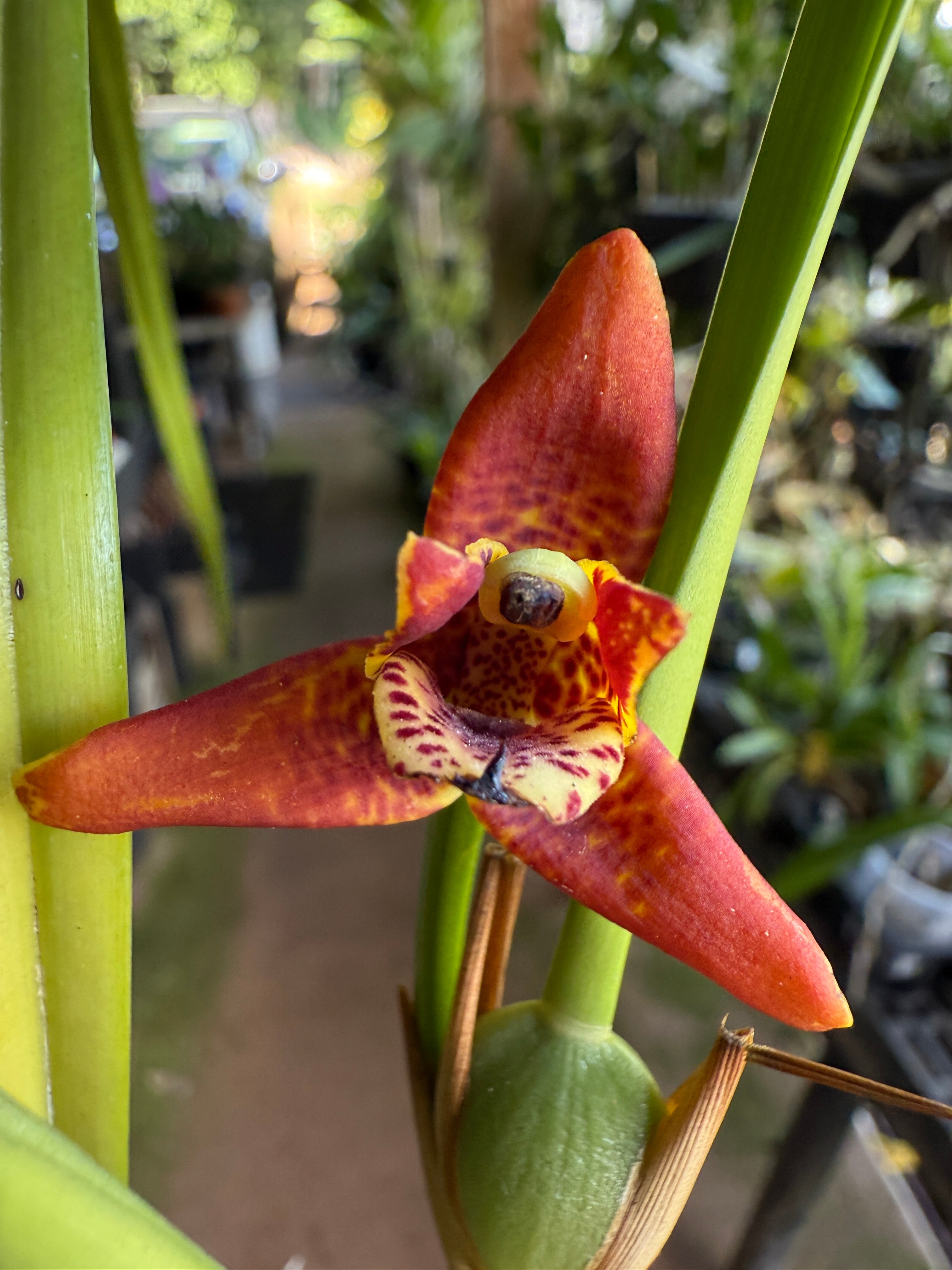 Maxillaria Tenuifolia 'red variety'- The Coconut Scented Orchid (Fragr ...