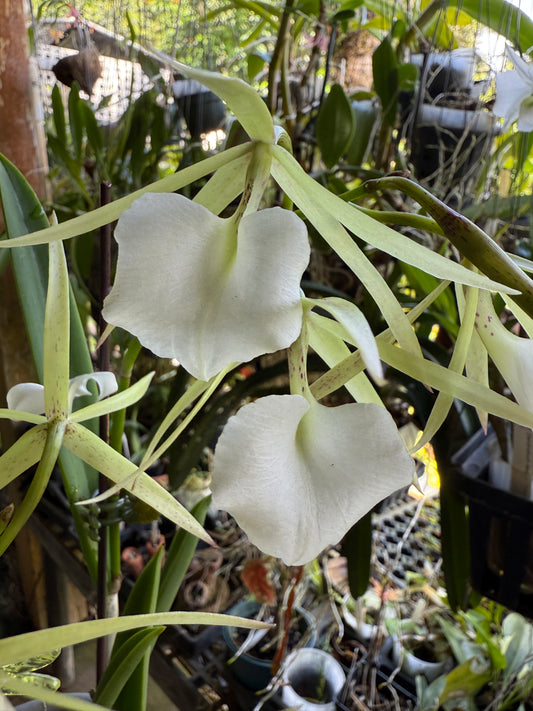 B. nodosa 4N x B. nodosa '24088'