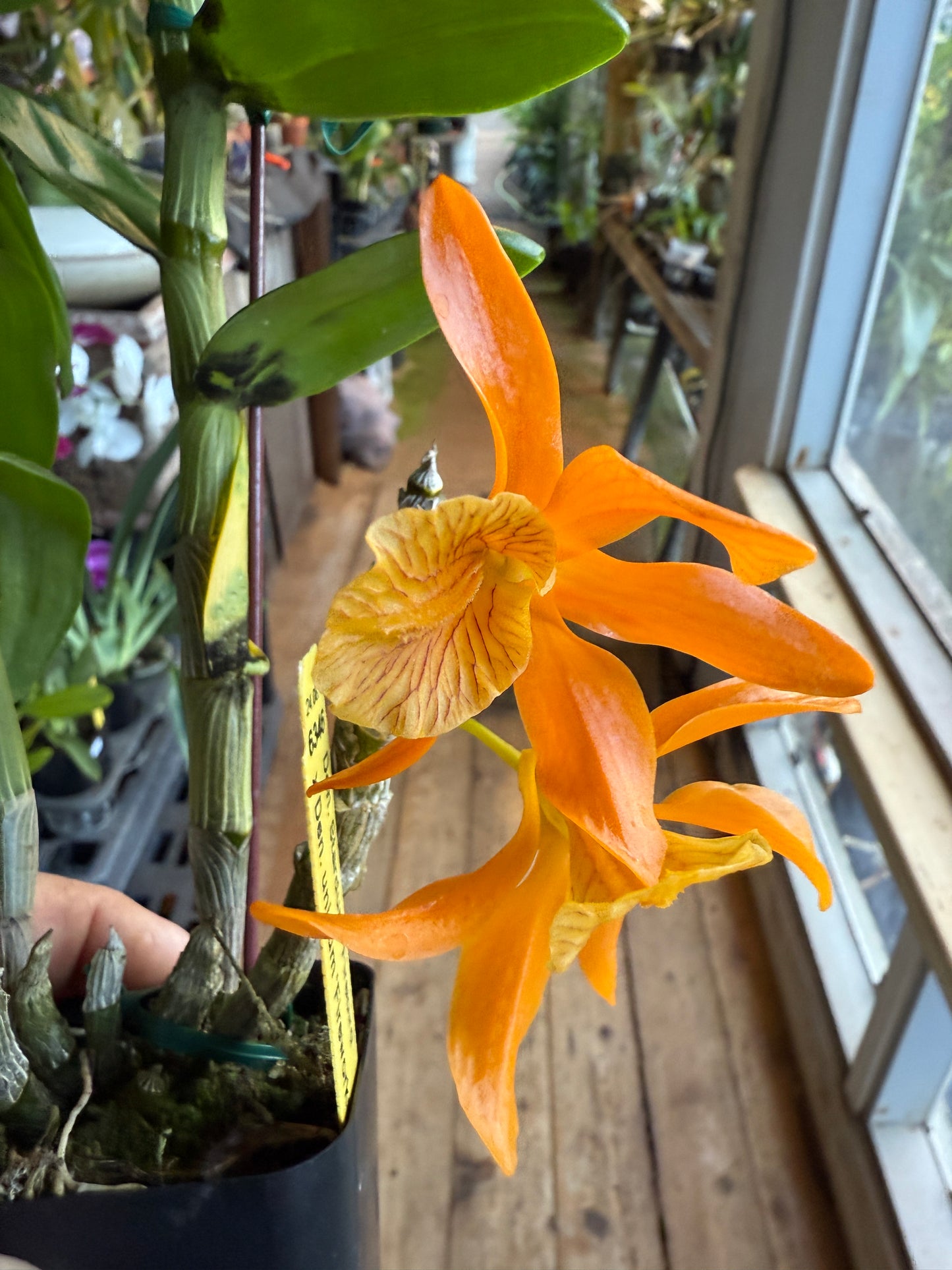 Den. Stardust ‘Firebird’ x Den. unicum ‘Fireworks’