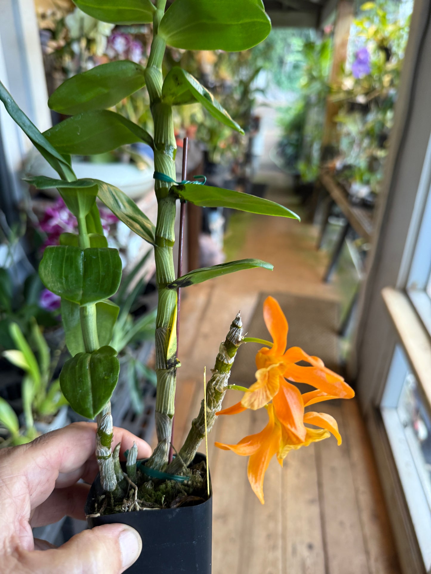 Den. Stardust ‘Firebird’ x Den. unicum ‘Fireworks’