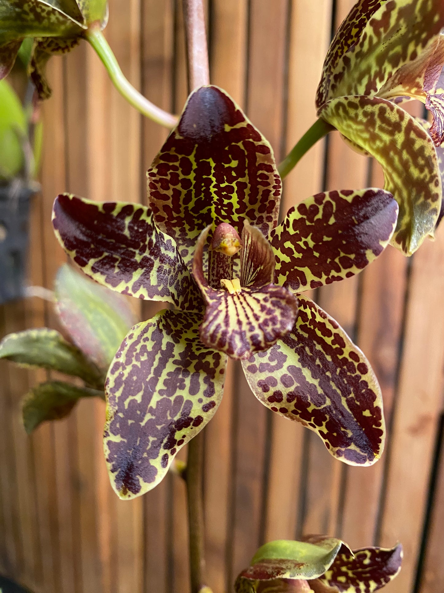 Grammatophyllum Jumbo Grand 'PK' (blooming size, not currently in bloom)