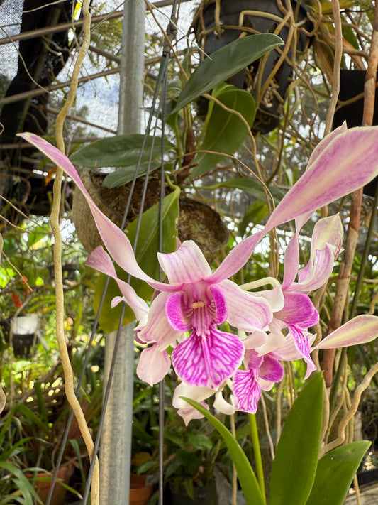 Den. stratiotes x lineale