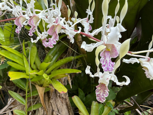 Den. stratiotes x lineale