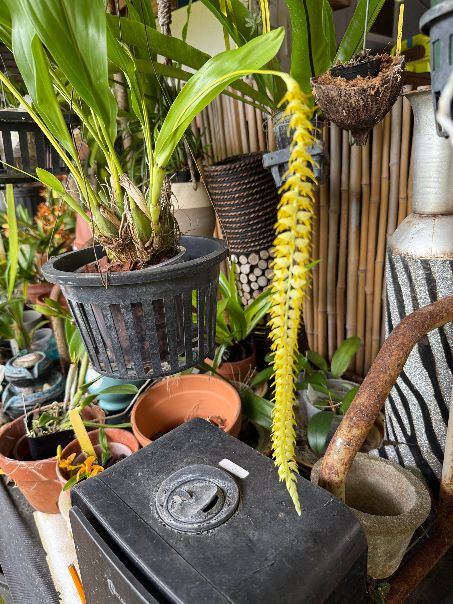 Dendrochilum Magnum