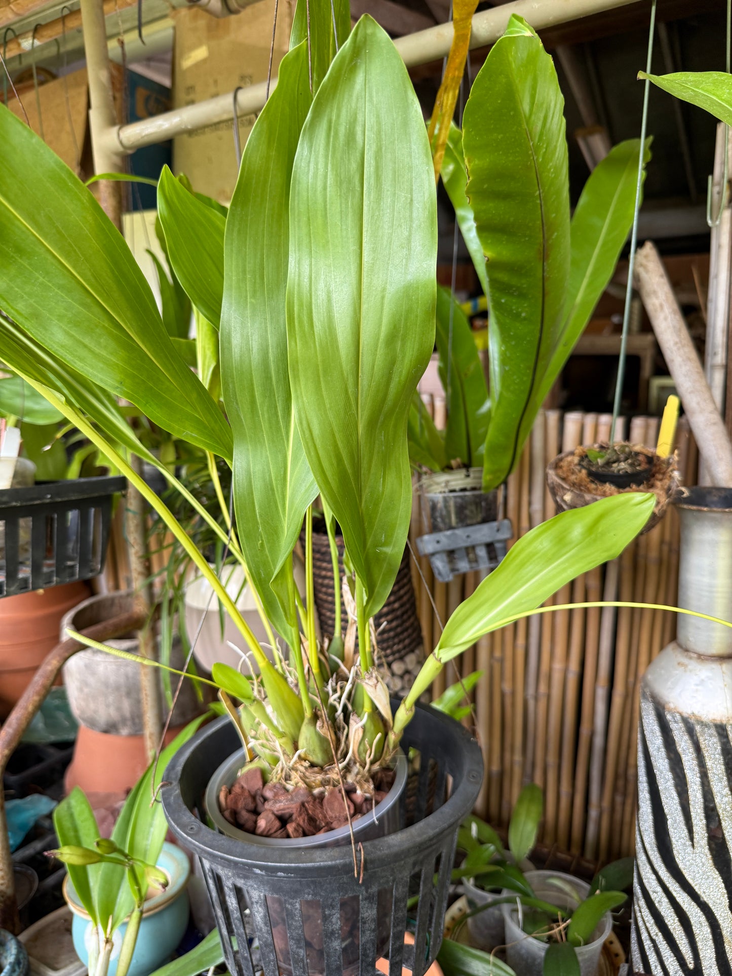Dendrochilum Magnum