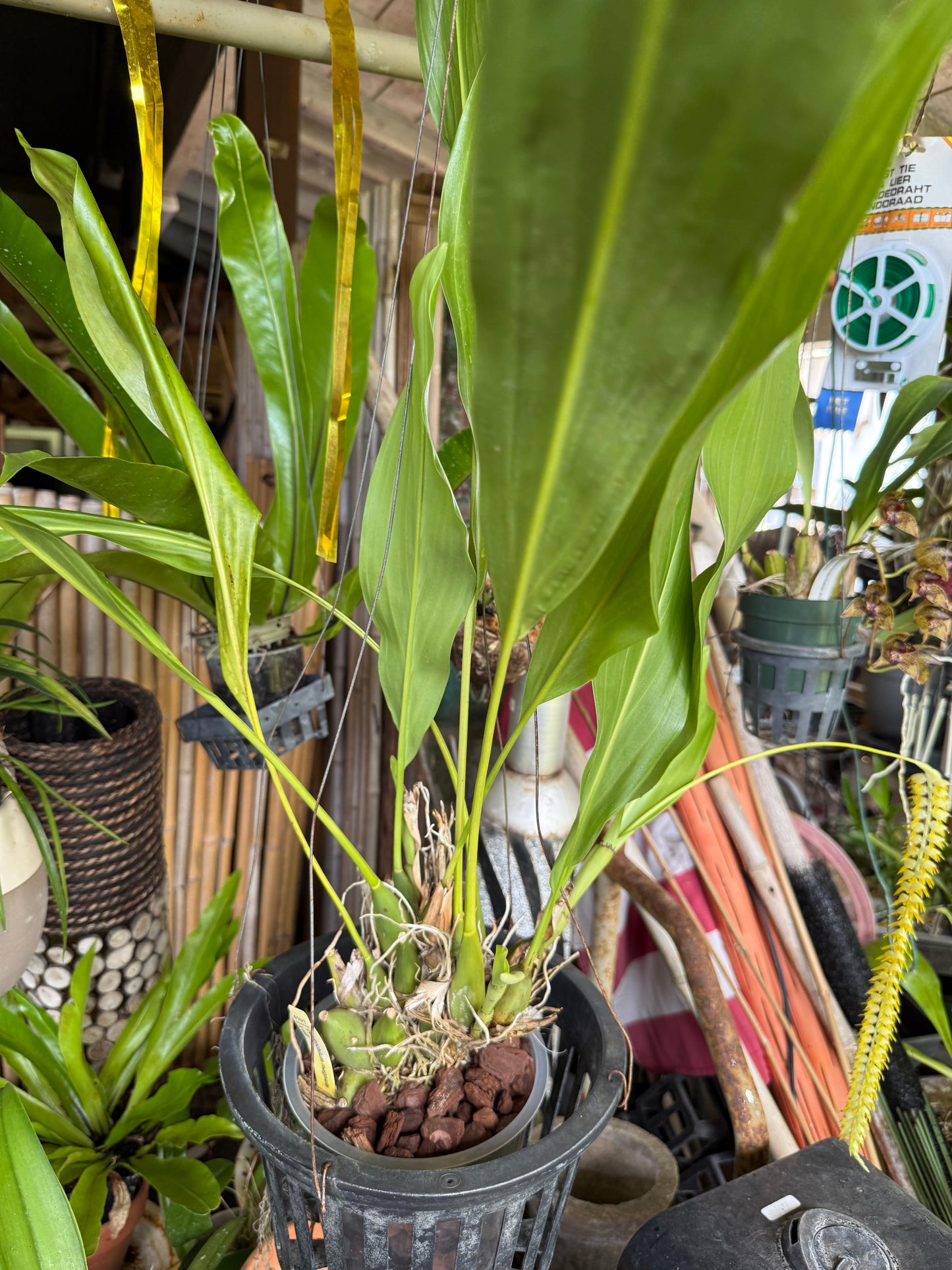 Dendrochilum Magnum