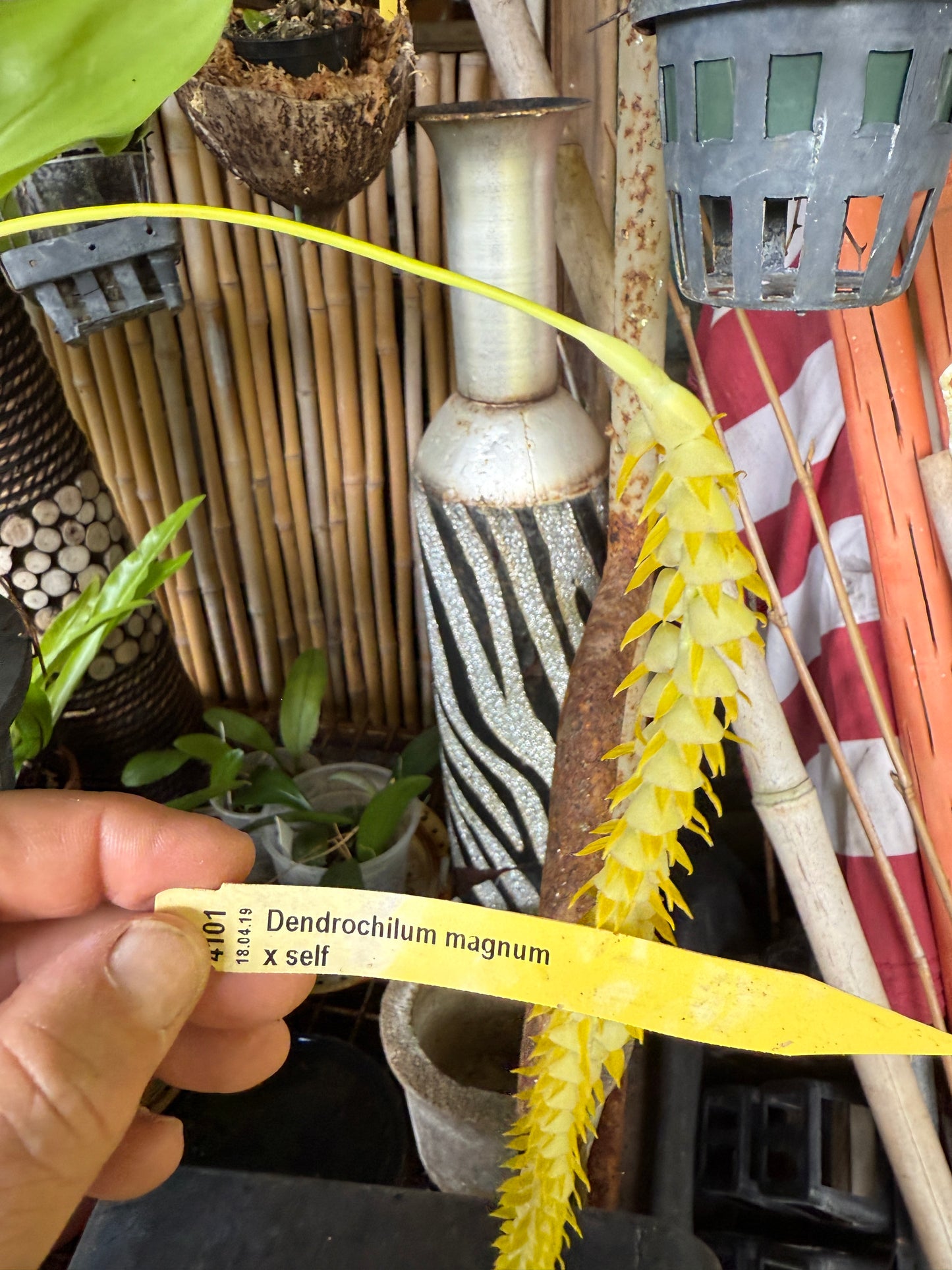 Dendrochilum Magnum