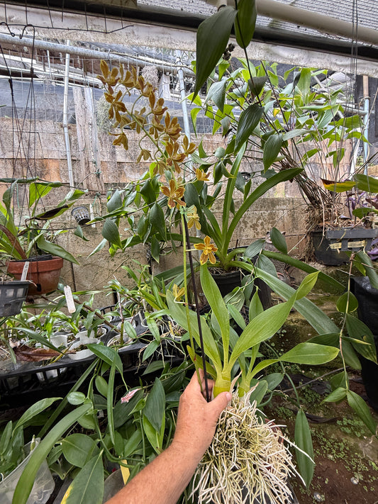 Gram. Crownfox Leopard PK x script. v citrinum