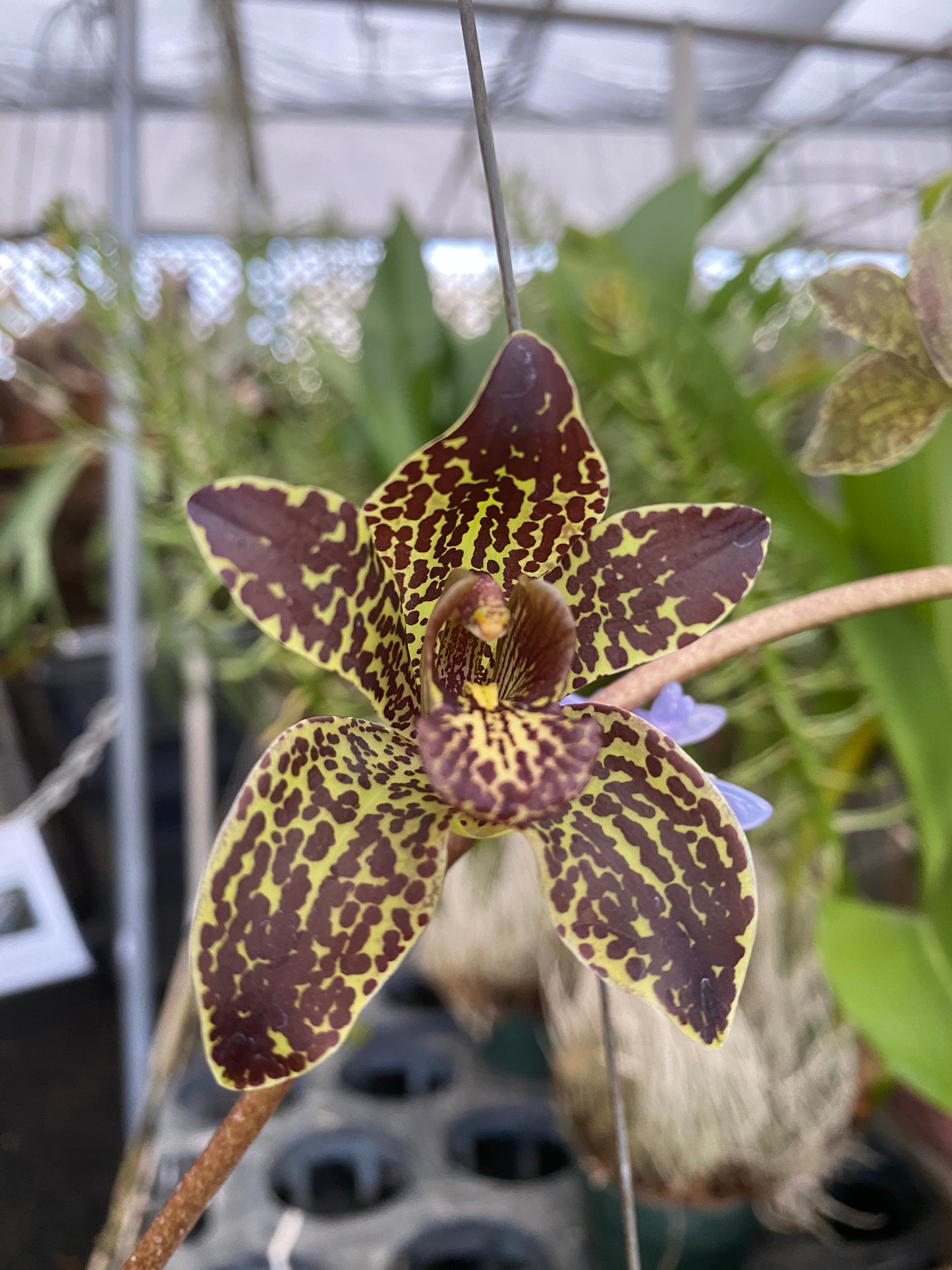 Grammatophyllum Jumbo Grand 'PK' (blooming size, not currently in bloom)