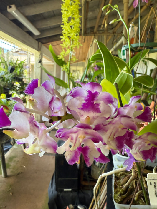 Aerides lawrenceae