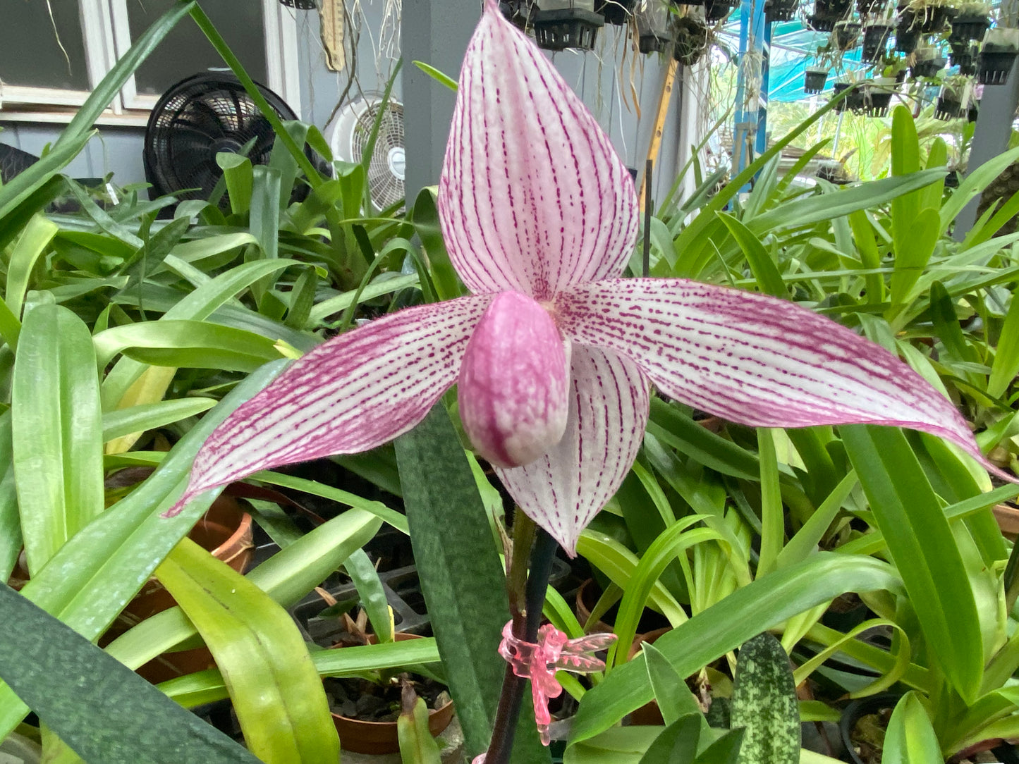 Paph. Bellatum (Gomatizer x Smile of Magician) x Rothschildianum (Mighty x Red Baron) not currently in bloom.